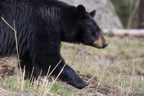 Officials Search for Suspect Who Shot a Washington Bear Hunter and Fled the Scene