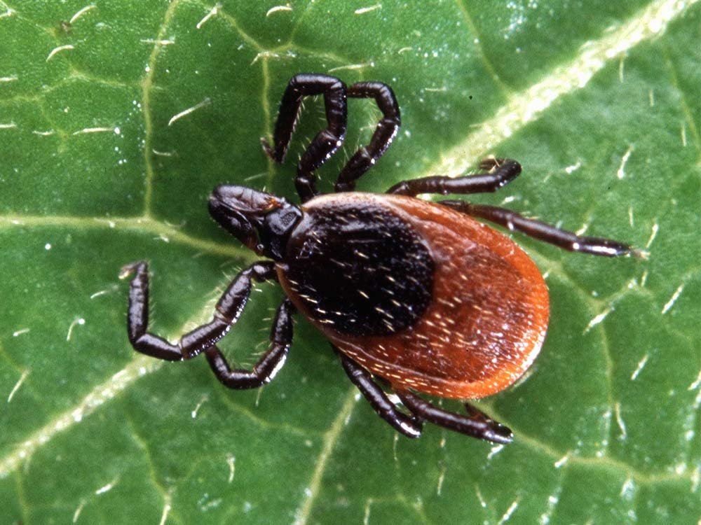 Rare and Dangerous Tick-Borne Disease Found at an Alarmingly High Rate in Pennsylvania