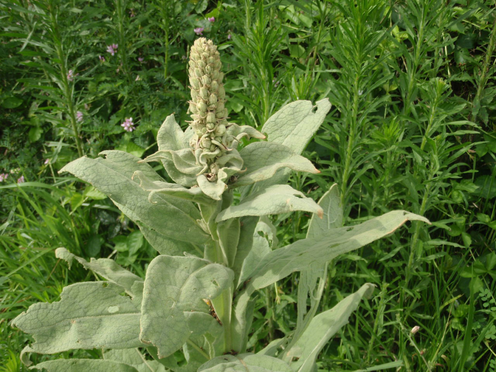 Foraging & Gardening