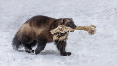 Wolverines Listed as ‘Threatened’ Under the Endangered Species Act