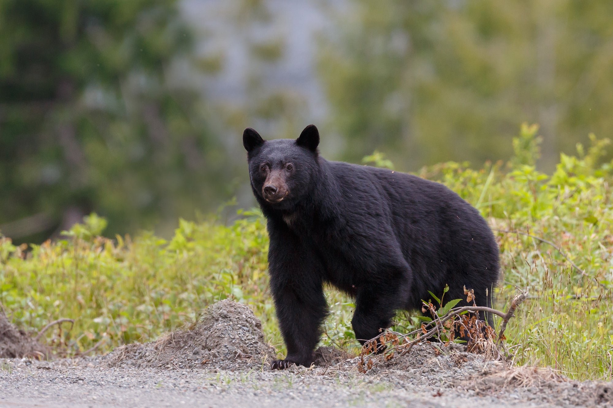 Wildlife | @OutdoorLife | Flipboard