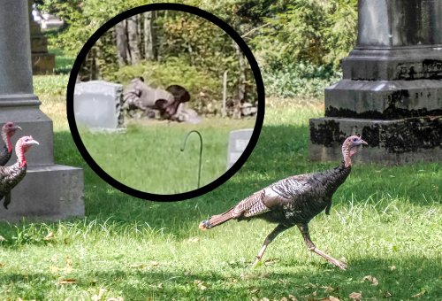 Watch: Man Wrestling a Wild Turkey in Cemetery ‘Not a Good Look,’ Says Investigating Game Warden