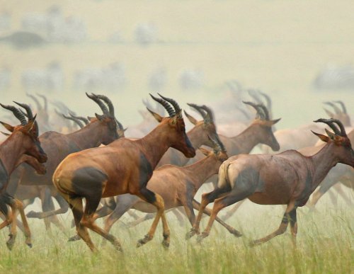 Wonderful World Of Wildlife