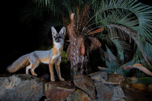 How To Use Camera Traps To Photograph Wildlife