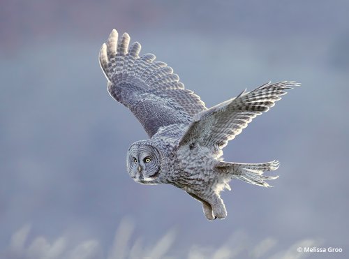 How To Find And Photograph Owls With Good Field Ethics