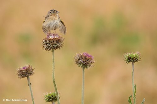In The Neighborhood: Wildlife Photography Near You