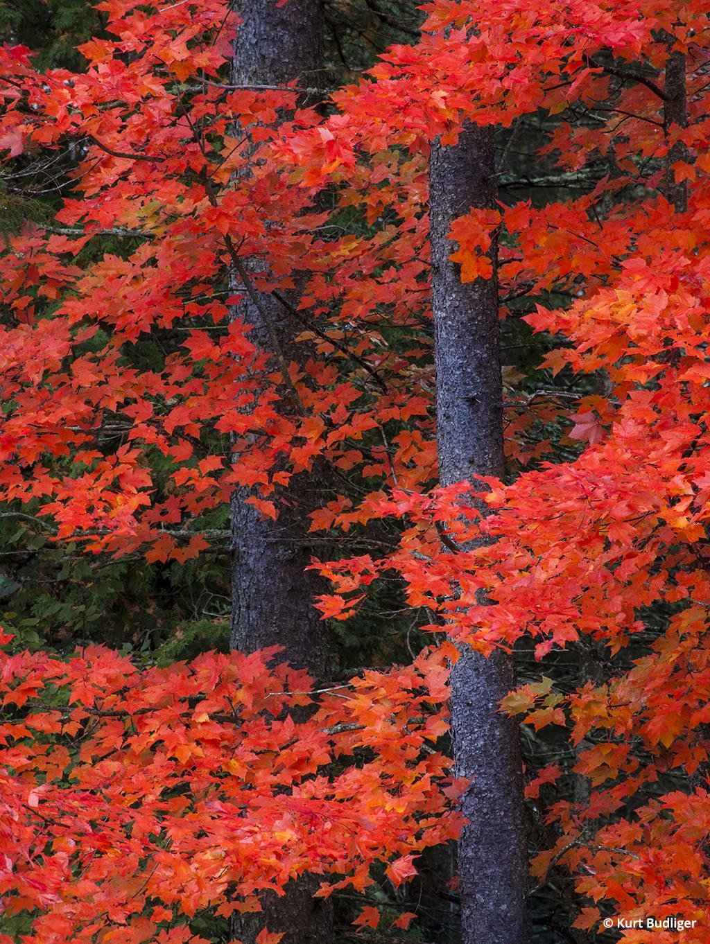 Techniques For Fall Color Photography