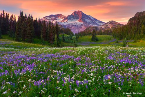 Wildflower Photography Tips