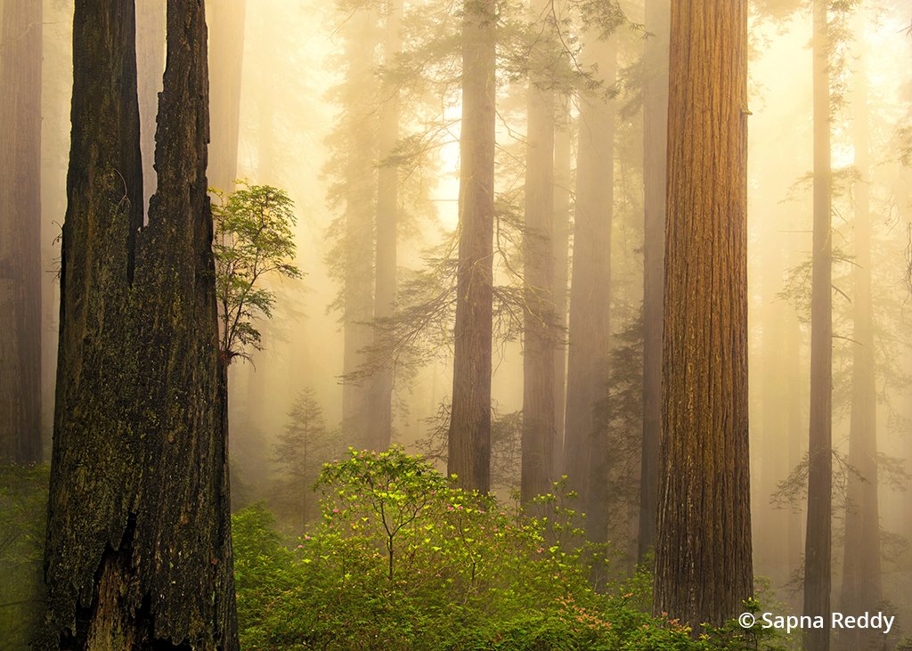 Del Norte Coast Redwoods State Park