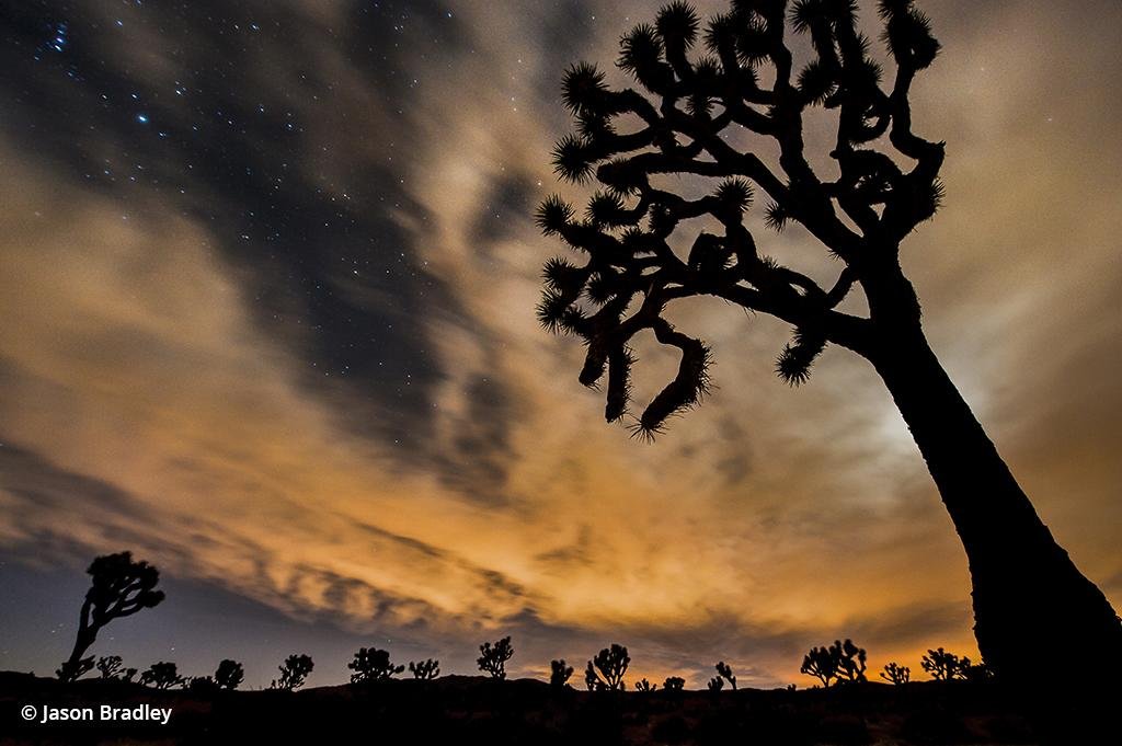 Beautiful Oddities Of Joshua Tree