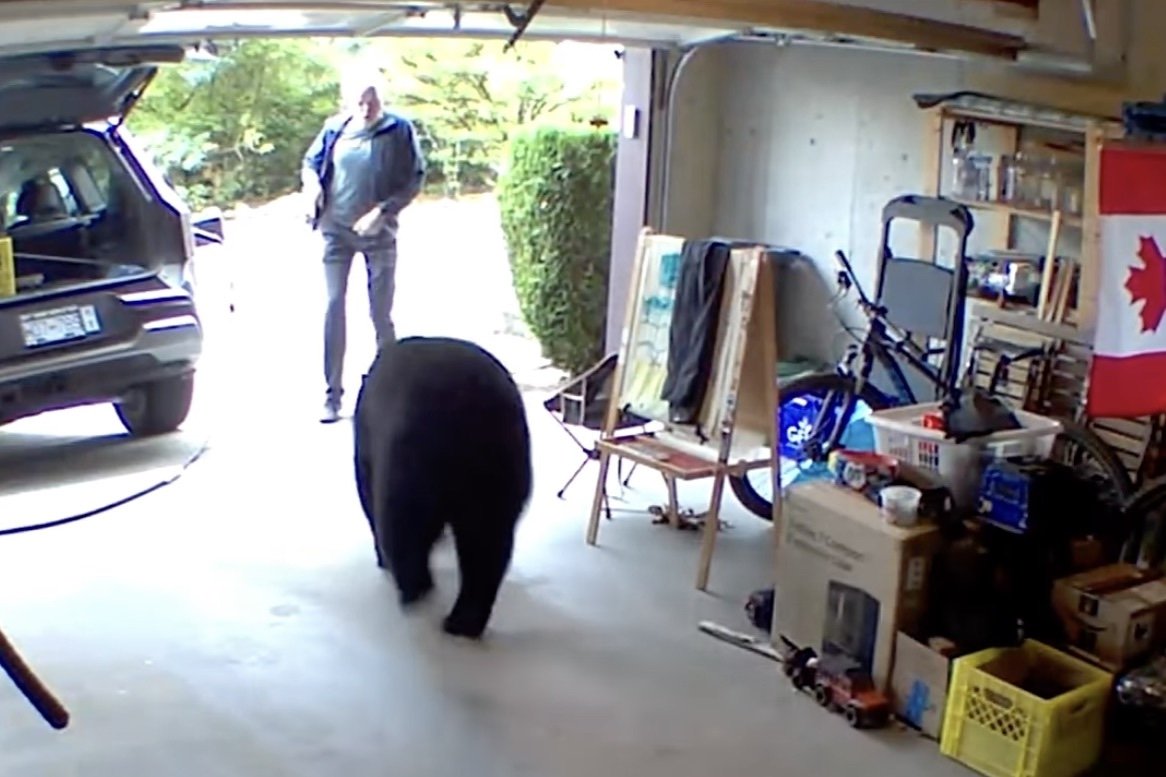 Viral Video: Man Handles Black Bear Encounter Extremely Well