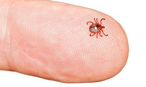 Ticks are showing up in unexpected places. Here's how to avoid them.