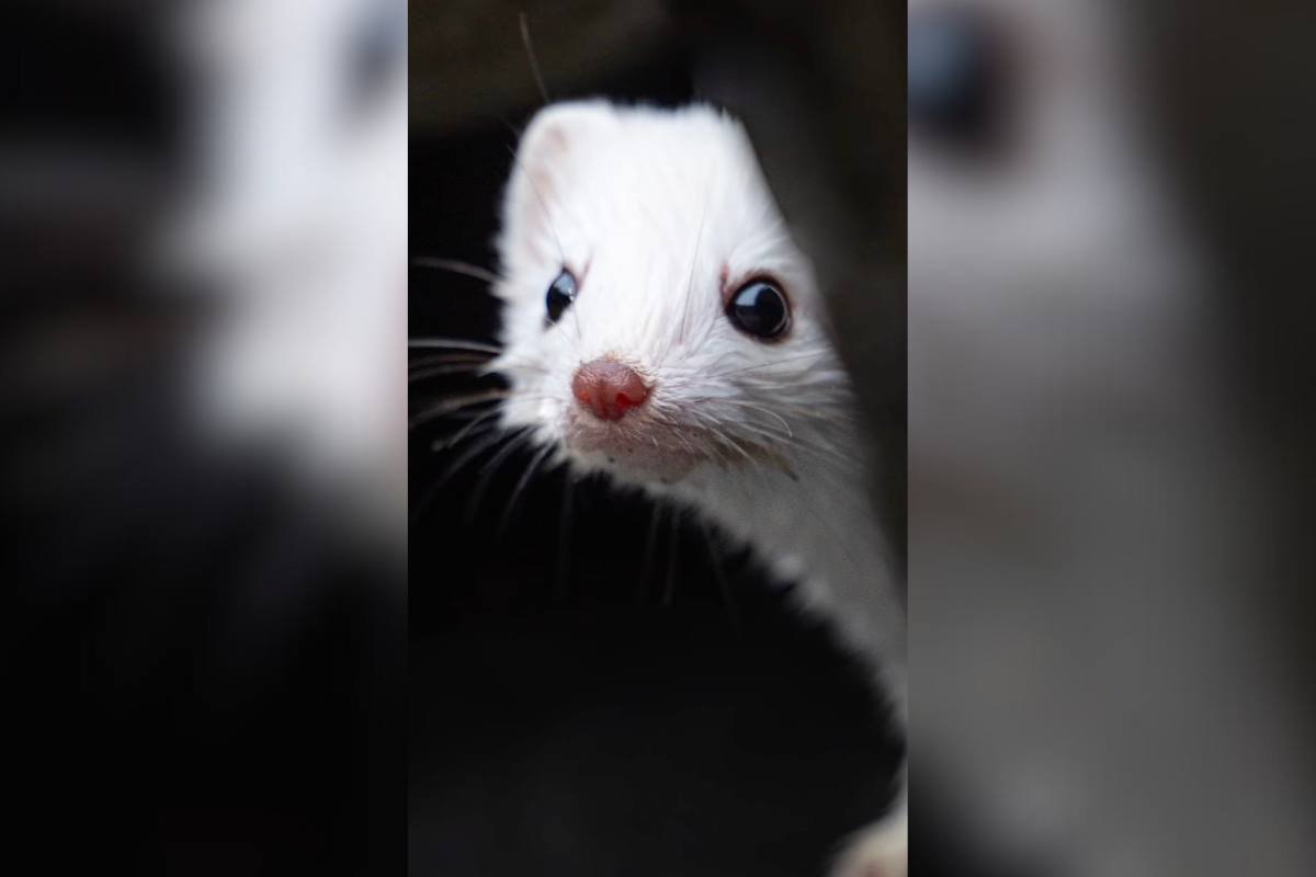 WATCH: This Photographer Filmed the Cutest Creature in Alaska