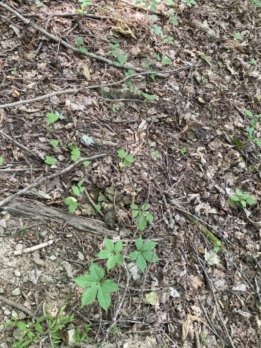 Can You Find the Copperhead Snake in This Photo?