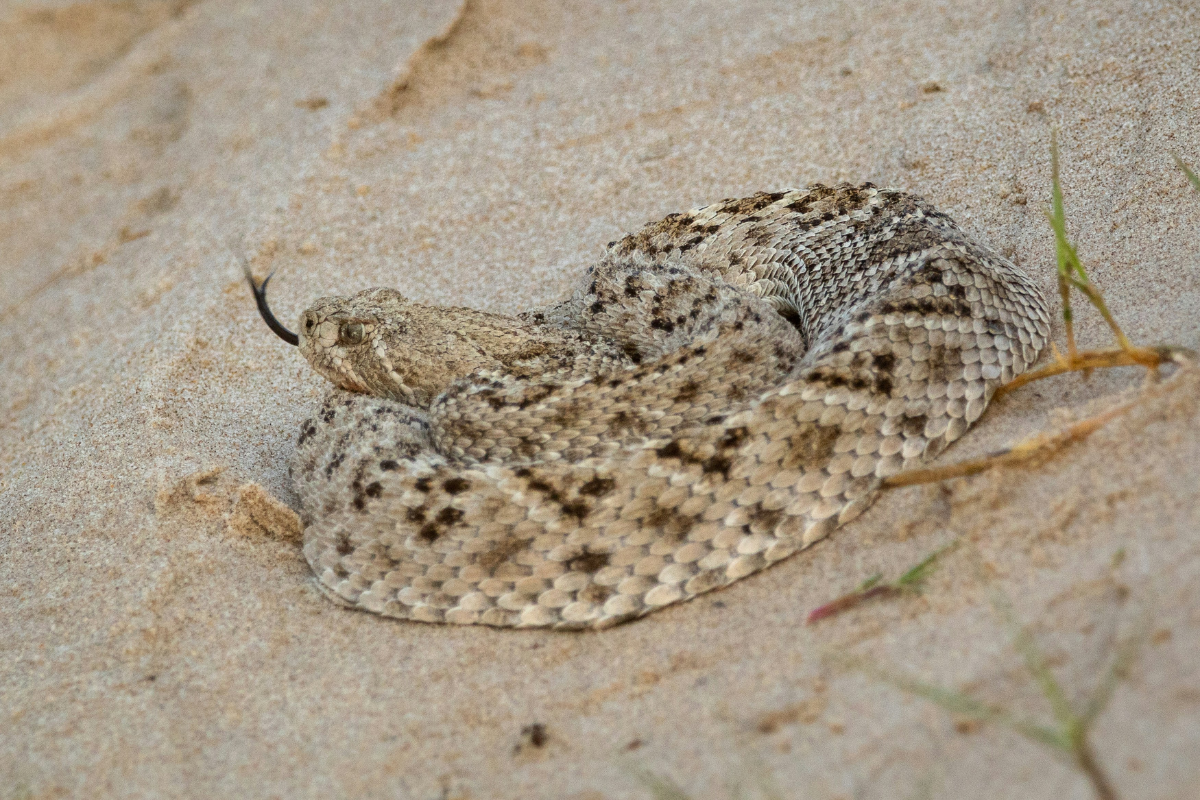 This Tiny Venomous Snake is a Good Reminder to Keep Your Running Shoes Inside