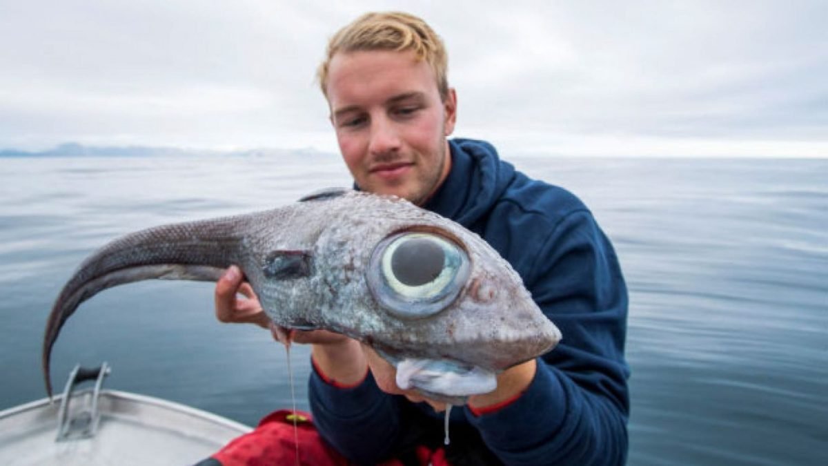 NEWS: Alien-Like Ratfish Caught in Norway