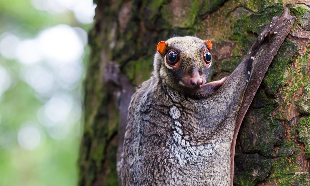 The Cutest Shy Animals You've Never Seen