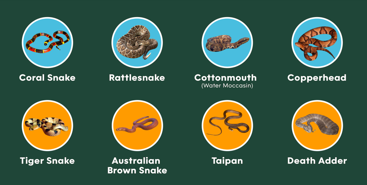 What To Do If You're Bitten By a Snake: A Visual Guide