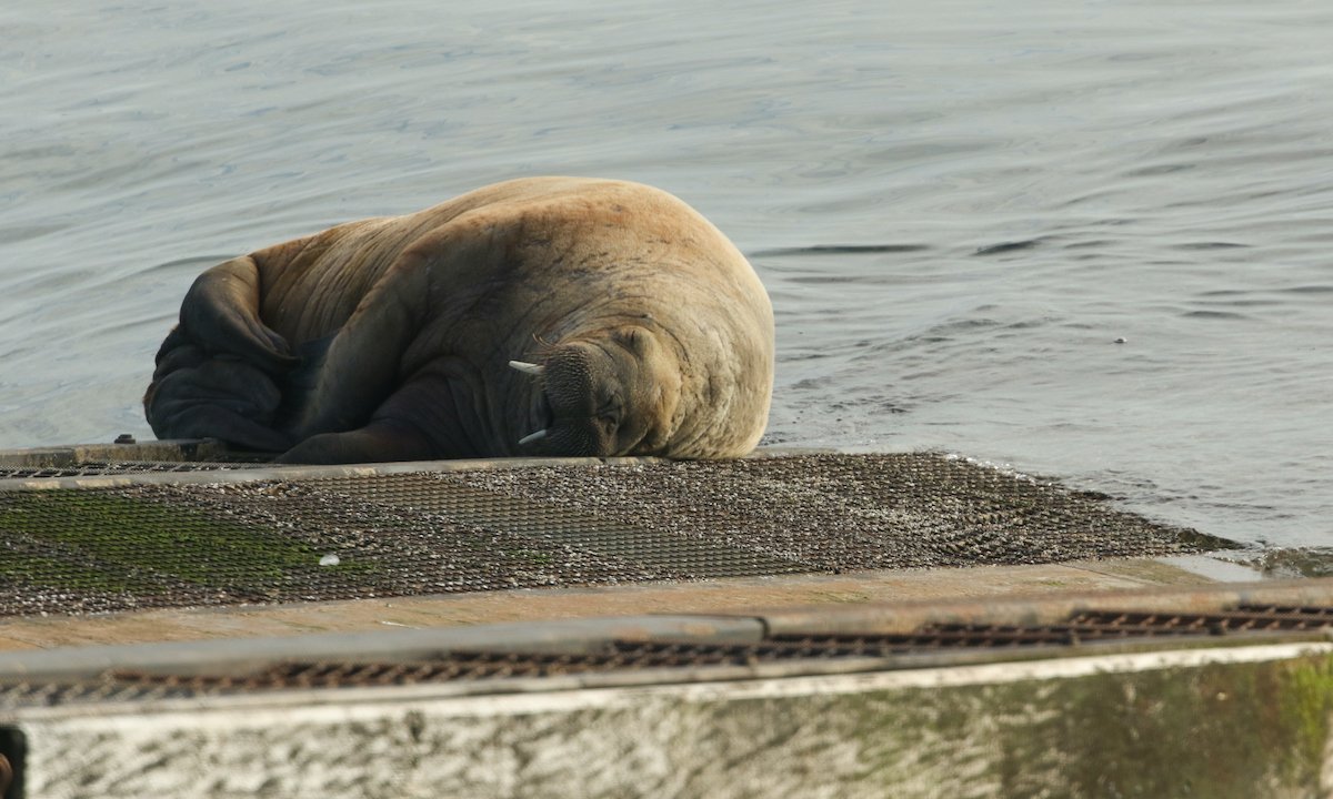Thor, Celebrity Walrus, Spotted in Iceland After 850-mile Swim