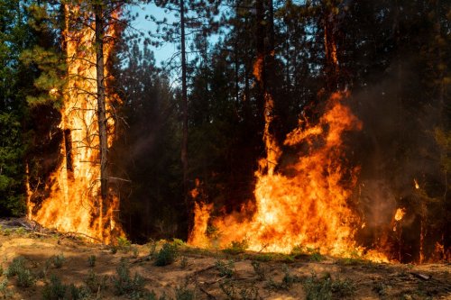The best way to escape a forest fire—and what you absolutely shouldn't do