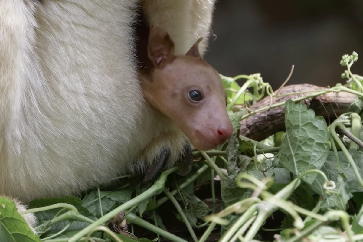 Watch a Baby Tree Kangaroo Stick Its Head out of Mom’s Pouch