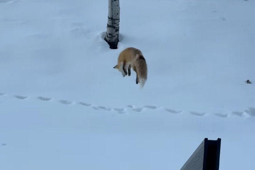 Fox Dives Head First Into Snow, Puts on Show for Group of Skiers