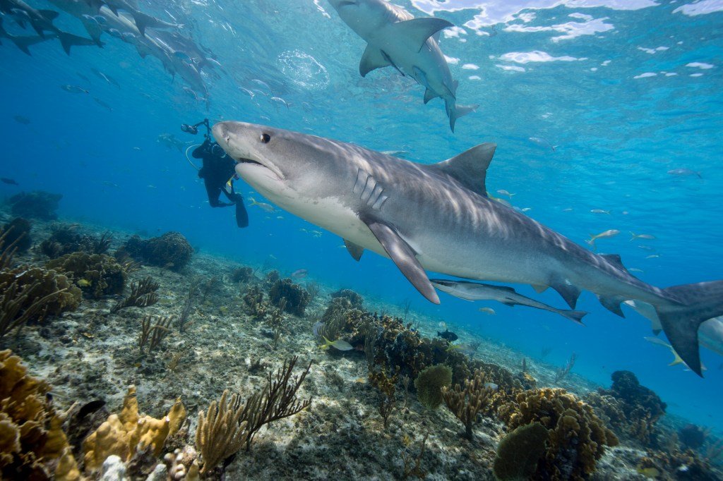 15 Best Shark Dives in the World