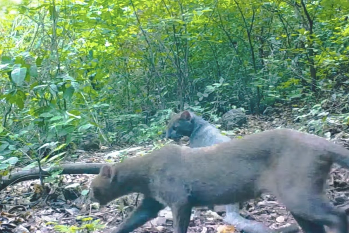 WATCH: Rare Jaguarundi Pair Captured on Trail Cam in Honduras