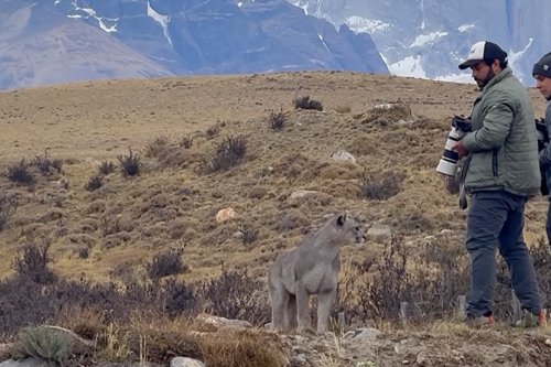 WATCH: ‘Unforgettable Moment’ Puma Approaches Group in Chile