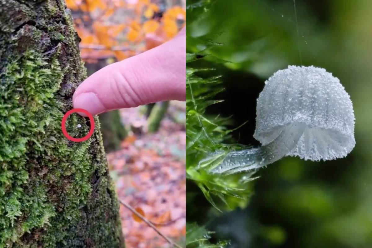 Stunning Close-up Photos Show Secret World of Tiny Mushrooms