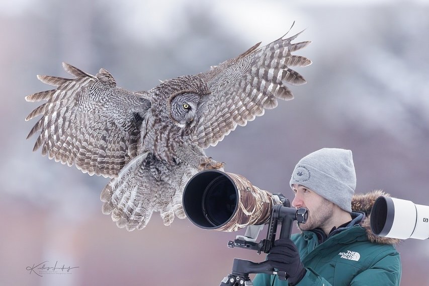 Great Gray Owl Shocks Photographer by Landing on His Camera
