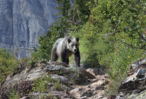 Viral Video Shows Man’s First Grizzly Bear Encounter in Banff