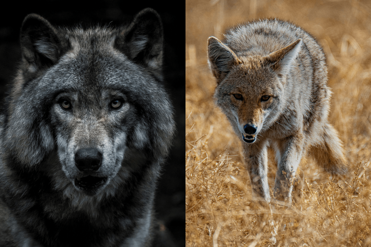 What’s the Difference Between Coyotes and Wolves? This Wildlife Video Shows Who’s the Apex Predator