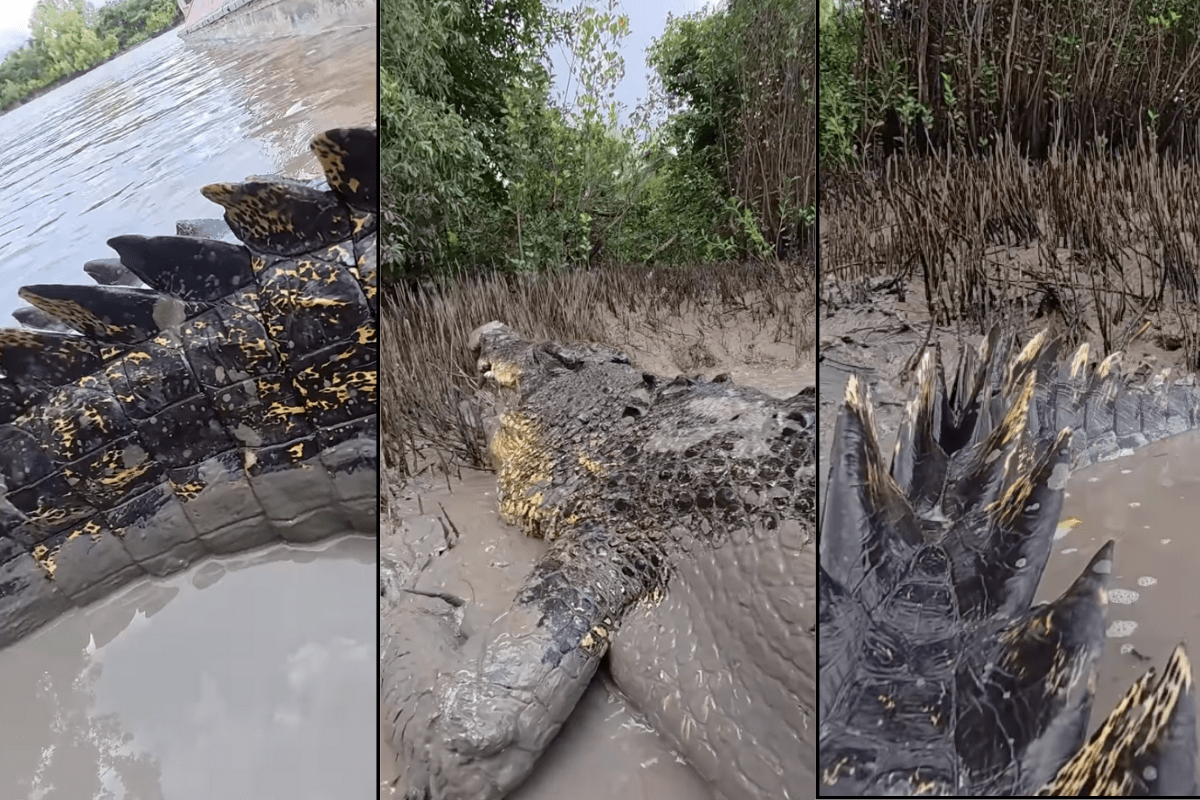 Insane Footage Gets You up Close With a Massive Crocodile