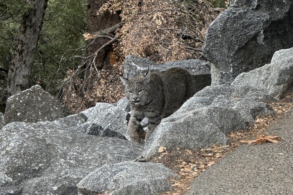 Rare Animal Emerges From Mist on Popular Yosemite Hiking Trail