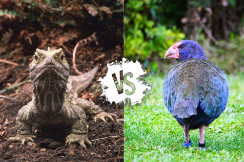 Two Rare Species Go Head to Head in New Zealand (Video)