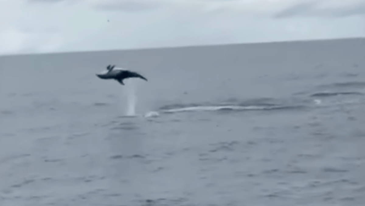 WATCH: Tourists Delight in Dolphins Backflipping in the Wild