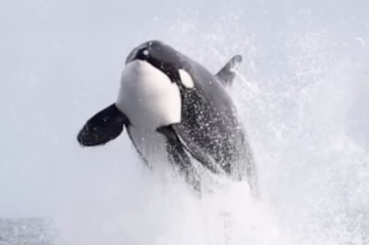 WATCH: Massive Orca Explodes From the Sea While Hunting