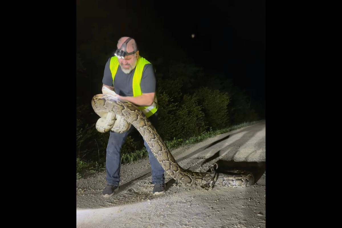 Watch a Trapper Tangle With a Massive 17-Foot Burmese Python