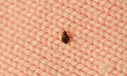 Bedbugs are surging. Here's how to deal with them.