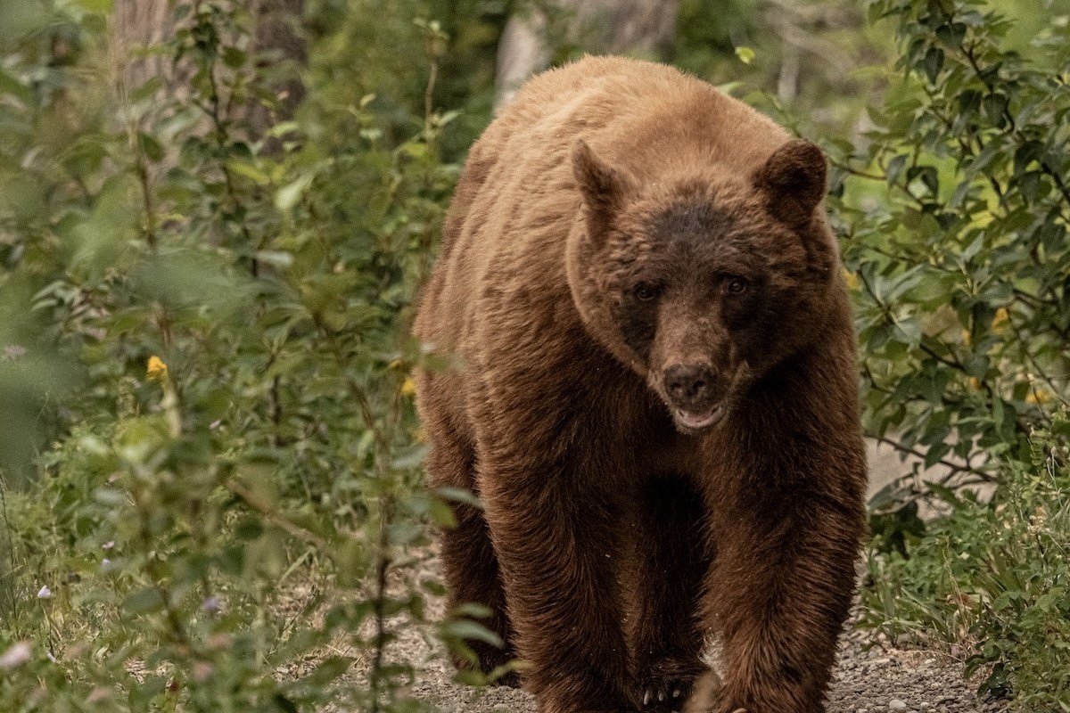 ‘That’s a Big Boy’: Trail Runner Encounters Massive Bear on Trail