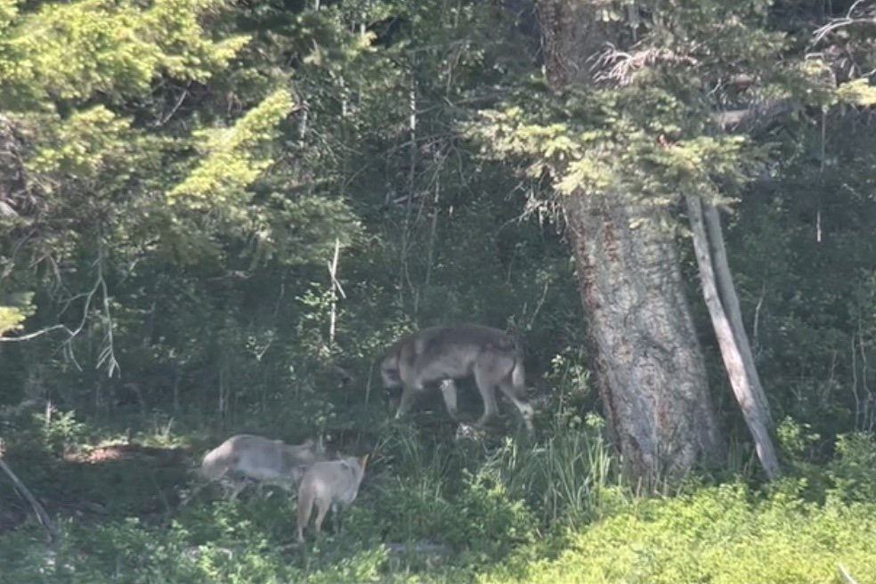 WATCH: Two Coyotes Come up Against a Wolf in Yellowstone