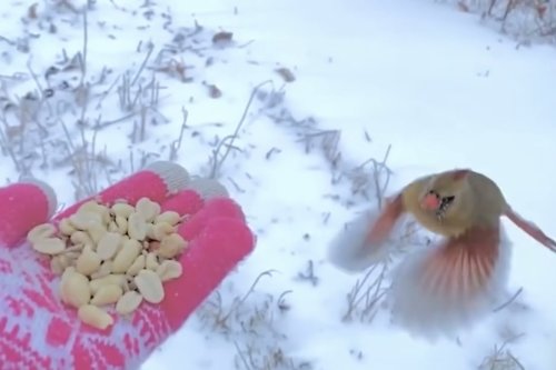 Mesmerizing Footage Shows Wild Bird Landing on Woman’s Hand