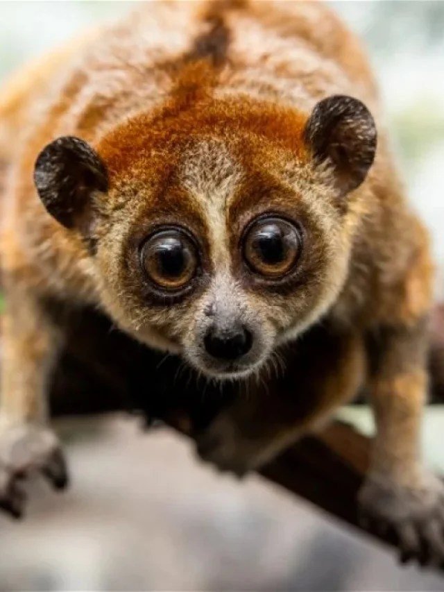 Don’t Cuddle These Super Cute, Dangerous Animals