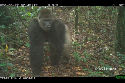 Want to see what the rarest gorilla in the world looks like?