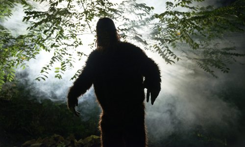 Want to see Bigfoot? Here are the states with the most sightings