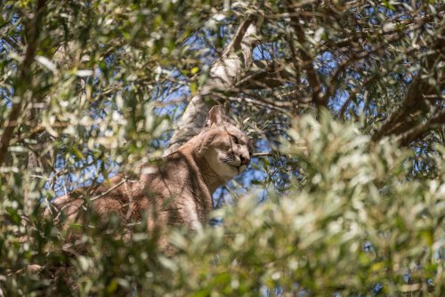 WATCH: Young Mountain Lion Spotted in Backyard Tree