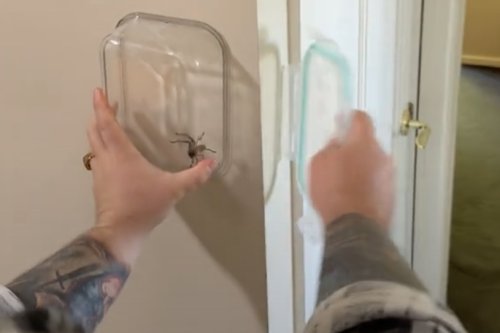Chaotic Attempt to Catch a Spider Makes for a Hilarious Viral Video