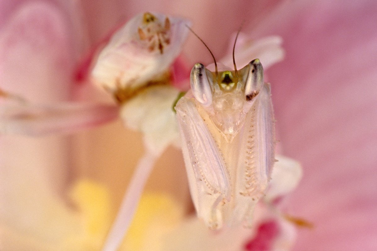 5 Master Mimics in the Animal Kingdom