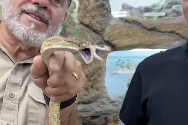 ‘Two-Headed Snake Bit Me’: Man Gets Two Snake Bites at Once